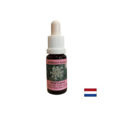 Smiruje um - esencija divlje mrkve, padne 15 ml